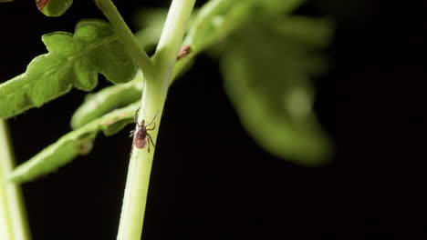 Parasitic-hard-tick-walks-up-stem-of-green-bracken-fern,-static-closeup