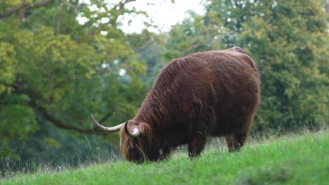 A-Highland-Cow-Of-An-Breed-Grazes-On-A-Farm-Field
