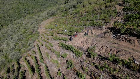 Workers-in-vineyard-terraces-of-Ribeira-Sacra-Ourense-Spain,-harvest-grapes,-aerial-dolly