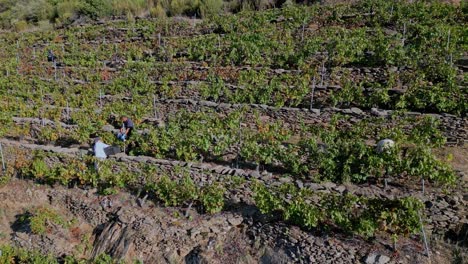 Weinbergarbeiter-Sammeln-Trauben-In-Körben-Und-überreichen-Sie-An-Freunde,-Sil-River-Canyon,-Galizien-Ourense,-Spanien