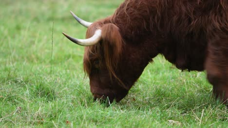 Highland-Cow-Eating-Green-Grass-And-Walking,-Close-Up-View