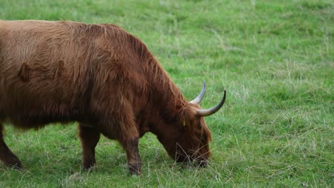 Highland-Cow-Walking-And-Eat-Green-Grass-From-Left-To-Right,-Steady-View