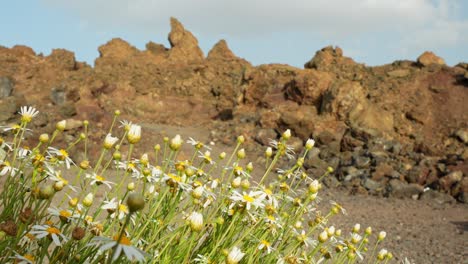 White-daisies-blooming-in-Teide-national-park-with-rock-formation-in-background