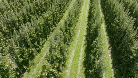 Italien,-Goldene-Umlaufbahn-Auf-Apfelbäumen-Kurz-Vor-Der-Ernte