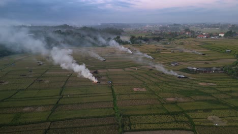 Rauch-Steigt-Von-Bränden-In-Reisfeldern-Auf,-Um-Den-Boden-Wieder-Mit-Nährstoffen-Zu-Versorgen