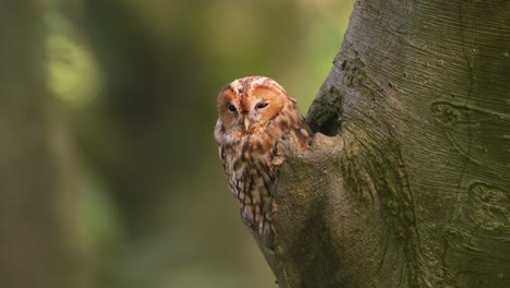 Tawny-Owl,-Bosuil,-Poking-Head-out-of-Tree-Trunk,-Looking-into-Camera,-Baby,-Forest-Woods,-Shallow-Depth-of-Field,-Cinematic-Close-Up