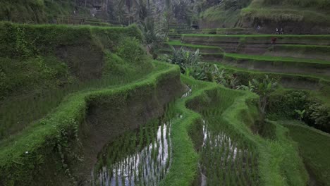 Scenic-agriculture:-Flooded-rice-paddies-on-steep-jungle-valley-slopes