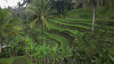 Aerial:-Tourists-walk-on-top-tier,-Ceking-Rice-Terraces-in-green-Bali