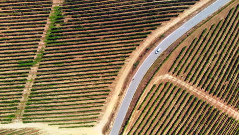 The-monumentality-of-the-vineyards-contrasts-with-the-passage-of-a-small-car