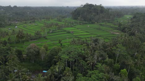 Misty-vibrant-green-rice-field-paddies-in-tropical-Bali,-aerial-rotate