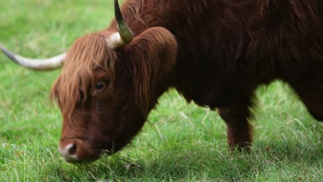 Close-Up-Of-A-Highland-Cow-With-Horns,-Eating-Green-Grass