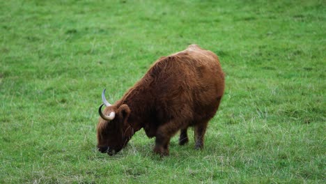 Frontal-View-Highland-Cow-Eating-Green-Grass,-Steady-Cam