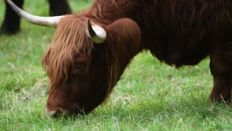 Close-Up-To-Highland-Cow-Eat-Grass,-Big-Adult-Cow