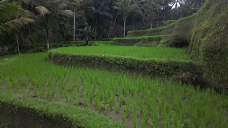 Low-aerial-skims-flooded-rice-field-terraces-to-lone-male-tourist