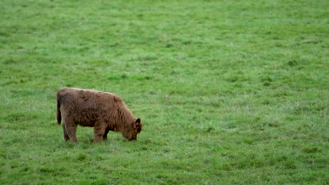 Cute-Fluffy-Baby-Highland-Cow-Eat-Grass-In-Empty-Field