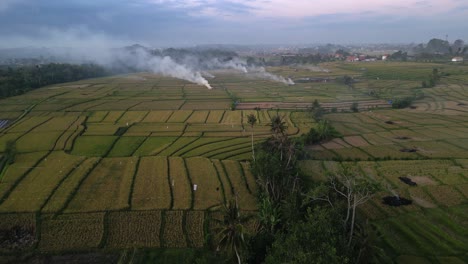 Organische-Abfälle-Werden-Auf-Reisfeldern-Verbrannt,-Um-Dem-Agrarboden-Nährstoffe-Hinzuzufügen