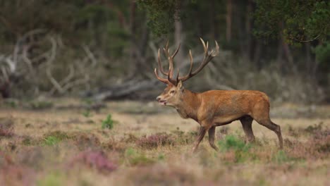 Large-Stag,-Red-Deer,-Male,-Running-in-Forest-Field,-Large-Antlers,-Female-Red-Deers,-Close-Up,-Slow-Motion