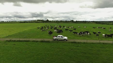 Luftdrohnenaufnahme-Eines-Bauern,-Der-Neben-Kühen-Und-Der-Natur-In-Irland-Fährt