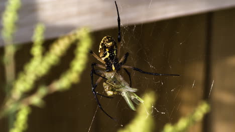 A-Vibrant-View-of-Yellow-Garden-Spider-in-Fayetteville,-Arkansas---Close-Up