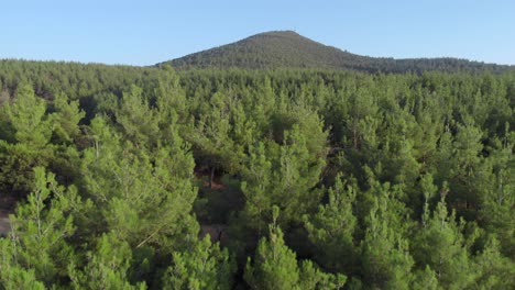 Orbit-Aerial-drone-video-of-dense-green-Conifer-forest-panning-left-sunny-day