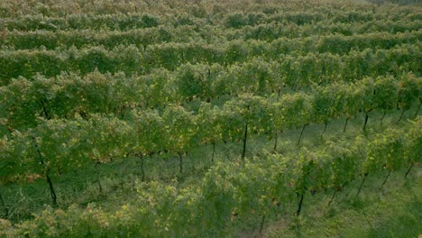 Rows-of-vines-and-grapes-ready-for-harvest-in-early-fall