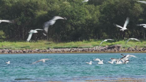 Seagulls-Flying-And-Catching-Food-In-The-Water-During-Summer