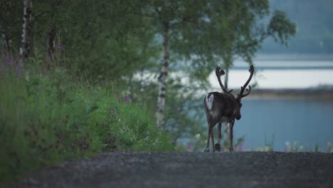 Single-Reindeer-walking-on-a-road-in-Vangsvik,-Norway