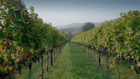 Low-angle-shot-of-Rows-of-vines-and-grapes-ready-for-harvest-in-early-fall