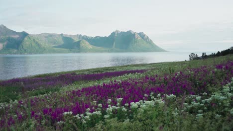 Beautiful-fresh-wild-flowers-of-Strytinden,-Norway---Wide