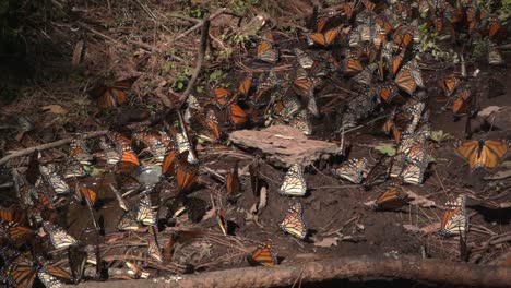 A-large-gathering-of-monarch-butterflies-on-the-wet-muddy-ground