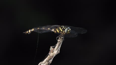 Dragonfly-in-wind-waiting-for-hunt-