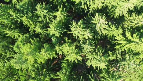 drone-shot-from-above-on-the-forest-that-is-directly-below-the-drone