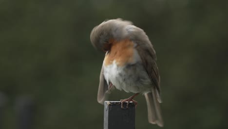 Robin-cleaning-its-feathers-with-its-beak