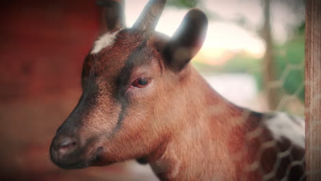 dwarf-goat-detail-close-up-slow-motion-gimbal-shot