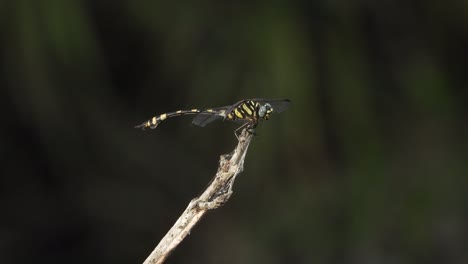 Libelle-Im-Teichbereich-Wartet-Auf-Jagd