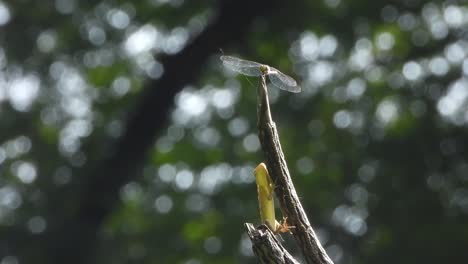 Dragonfly-and-lizard---hunt---relaxing-