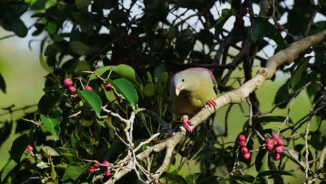 Moving-from-the-front-and-facing-backwards,-a-Thick-billed-Green-Pigeon-Treron-curvirostra-is-looking-for-ripe-fruits-as-it-wags-its-tail-to-keep-its-balance-on-a-tree-in-Kaeng-Krachan,-Thailand