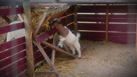 dwarf-goat-feeding-in-an-animal-farm-long-shot