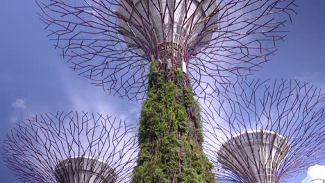 Supertree-Grove-En-Los-Jardines-Junto-A-La-Bahía-En-Singapur