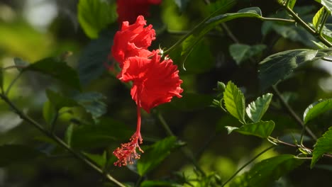 Flor-De-Hibisco---Roja---Hermosa.-Verde