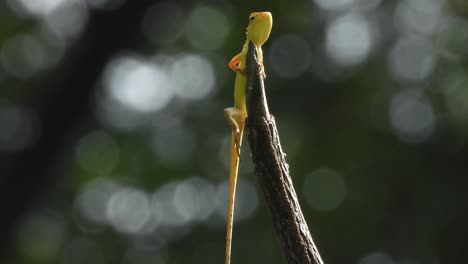 Lizard-waiting-for-hunt---relaxing-