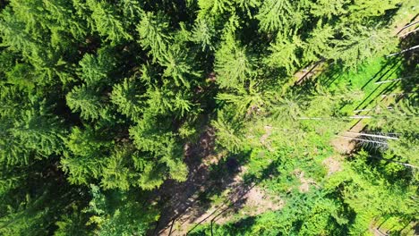 drone-shot-from-above-on-the-forest-that-is-directly-below-the-drone-with-glade