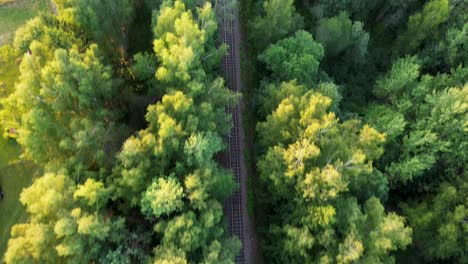 looking-straight-down-at-the-train-tracks-that-run-through-the-trees-in-the-forest