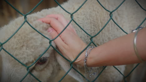 young-woman-petting-a-lamb-over-the-net-in-an-animal-farm-close-shot
