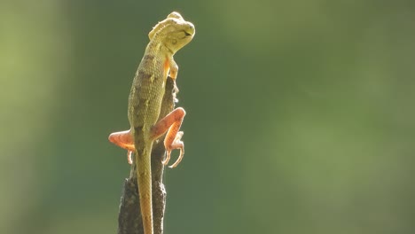 Lizard-waiting-for-hunt-