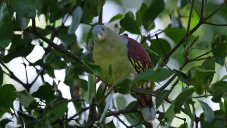 A-close-up-of-a-Thick-billed-Green-Pigeon-Treron-curvirostra,-wagging-its-tail-while-perching-on-top-of-a-fig-tree-inside-Kaeng-Krachan-National-Park-in-Phetchaburi-province,-Thailand