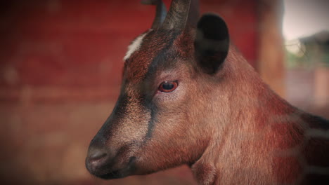dwarf-goat-detail-close-up-slow-motion