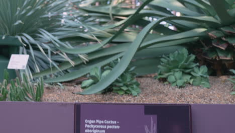 Cactus-De-Tubo-De-órgano-En-Los-Jardines-Junto-A-La-Bahía-En-Singapur