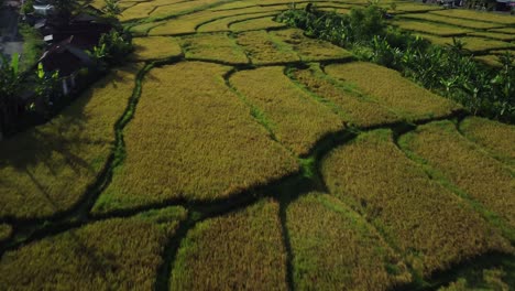 Aerial-Golden-Rice-Fields-Over-Beautiful-Landscape-in-Sebani,-East-Java,-Indonesia