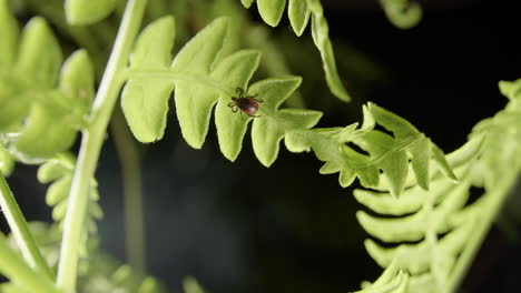 Under-leaf-view-of-ectoparasitic-tick-on-green-fern-waiting-for-passing-host